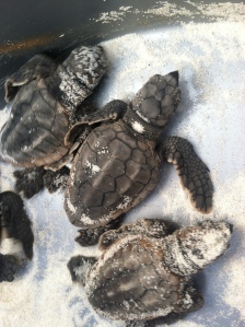 The four we released after excavating.